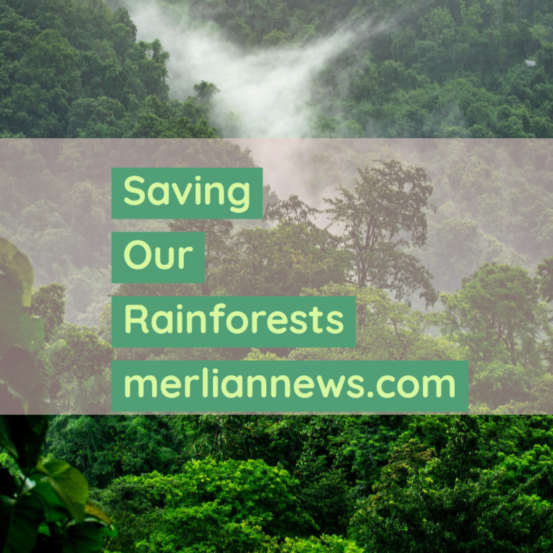 Saving Our Rainforests a Global Initiative Merlian News